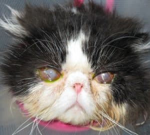 Melon Guo Ophthalmology case study