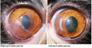 Melon Guo Ophthalmology case study