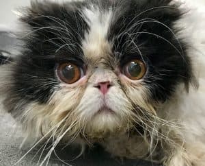 Melon Guo Ophthalmology case study