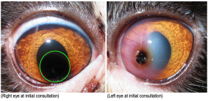 Melon Guo Ophthalmology case study