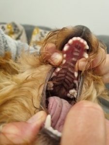 Herbie after surgery with Southfields veterinary dentistry team.