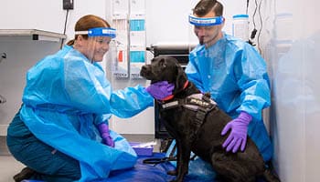 dog being examined in oncology department