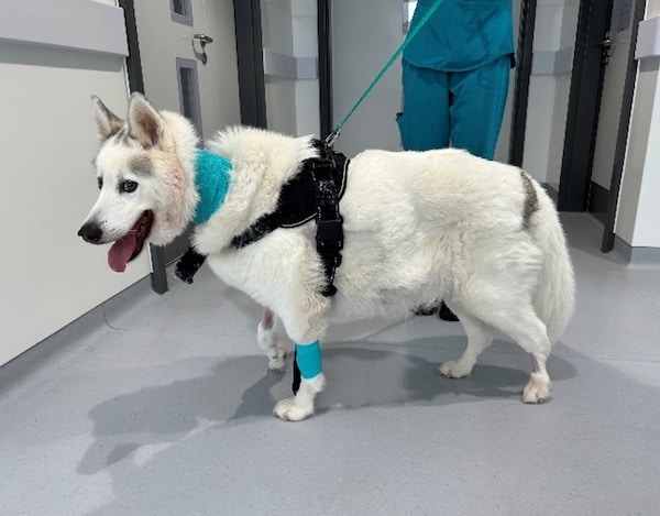 Dexter recovering after trans-atrial stenting procedure at Southfields Veterinary Specialists