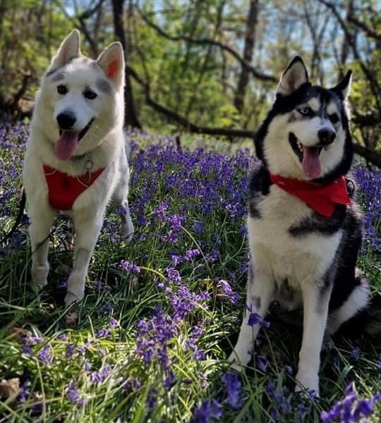 Dexter back home after a year of treatment with Southfields Veterinary Specialists