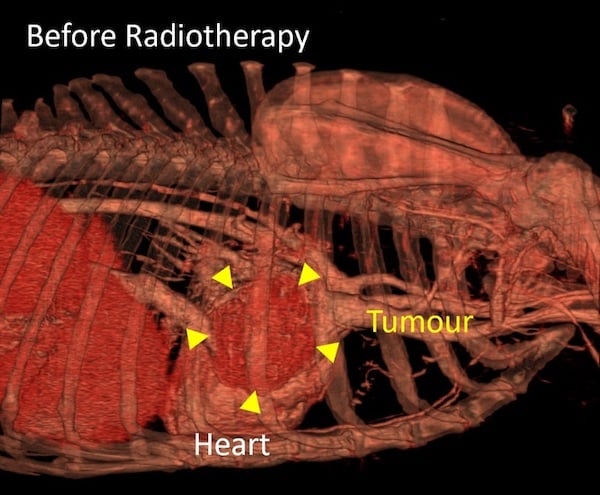 Dexter's rare heart tumour before radiotherapy treatment