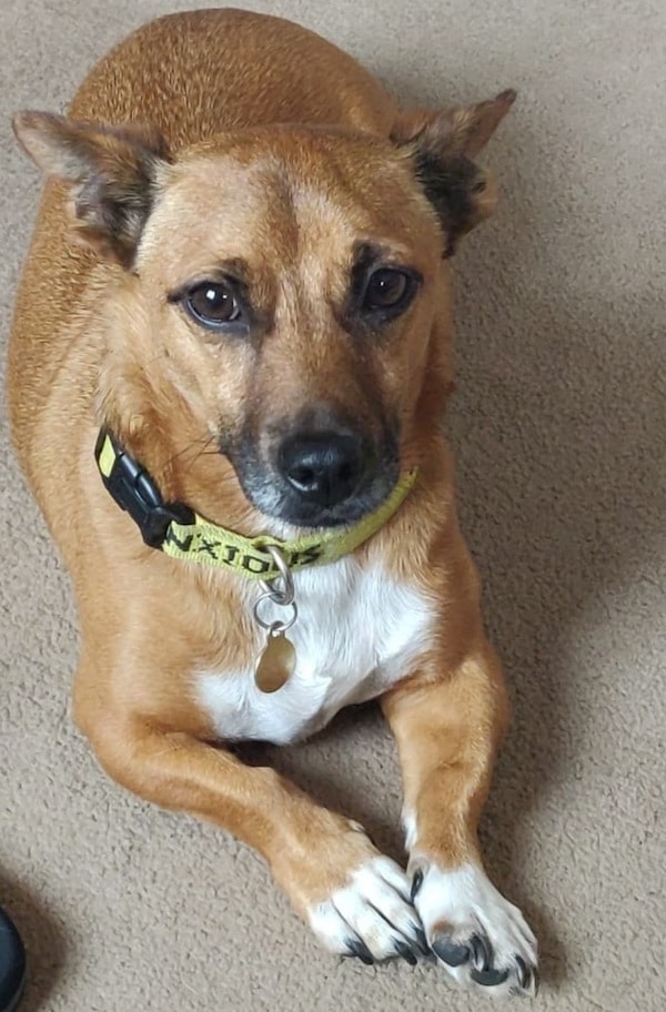 Basil has limb reconstruction with Orthopaedics team at Southfields Veterinary Specialists
