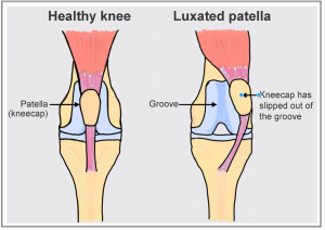 Patellar luxation in dogs