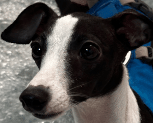 Bella is back on her feet thanks to the expertise of our veterinary neurosurgeons