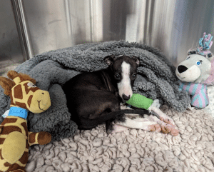 Bella has Neurosurgery at Southfields Veterinary Specialists