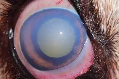 glaucoma dog eye close up