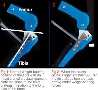 TPLO image 1