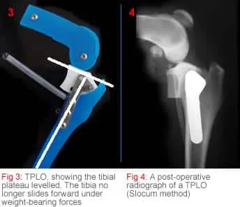 TPLO image 2